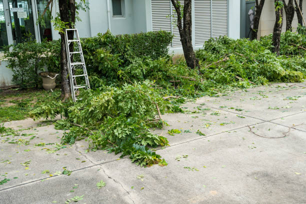 Best Tree Trimming and Pruning  in Silver Bay, MN